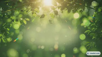 木漏れ日のボケ (16:9)