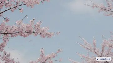 Spring Cherry Branches (16:9)