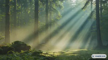 霧の緑の森 (16:9)