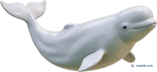 White Beluga Whale