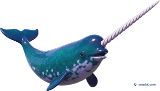 Narwhal With Tusk