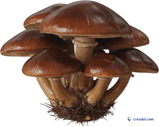 Cogumelos da floresta