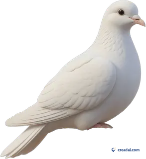 White Peace Dove