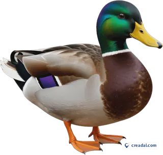 Mallard duck cutout