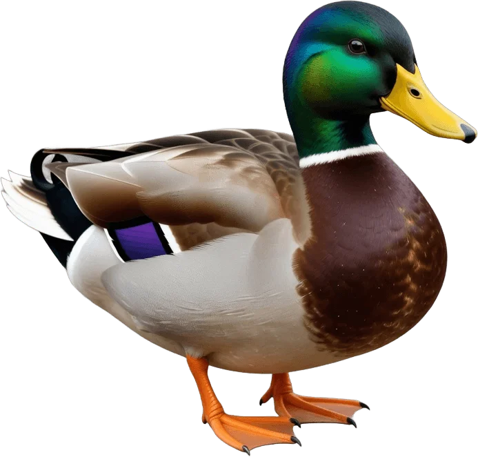 Canard colvert découpé