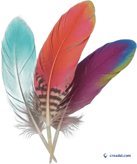 Three Colourful Feathers