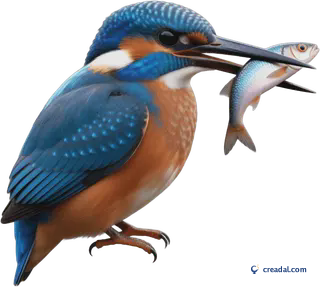 Kingfisher with fish