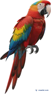 Colourful scarlet macaw