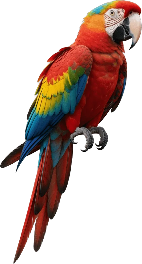 Ara rouge coloré