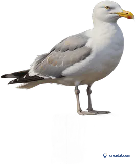 Seagull on a Post