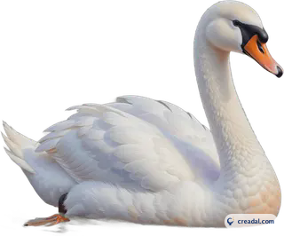 White swan on water