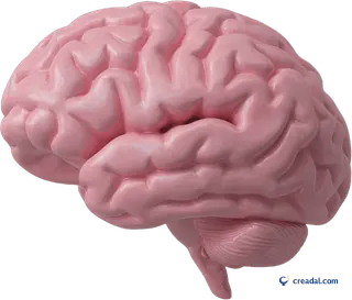 Pink Brain Model