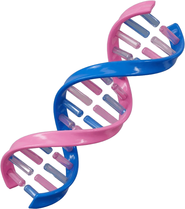 Double hélice ADN