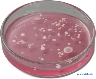 Pink Petri Dish