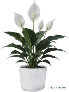 白鹤芋