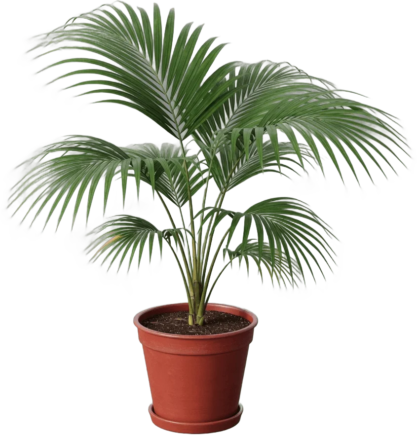 Palmier Kentia