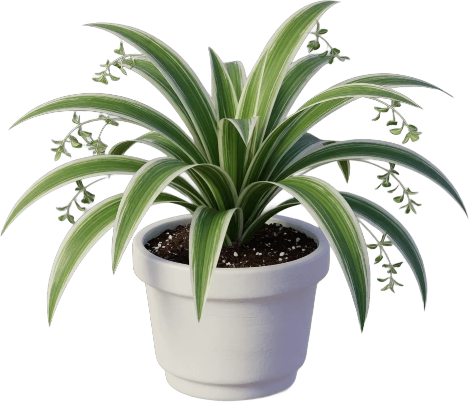 Striped Spider Plant