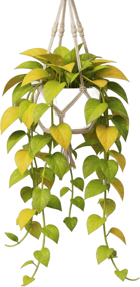 Trailing Golden Pothos