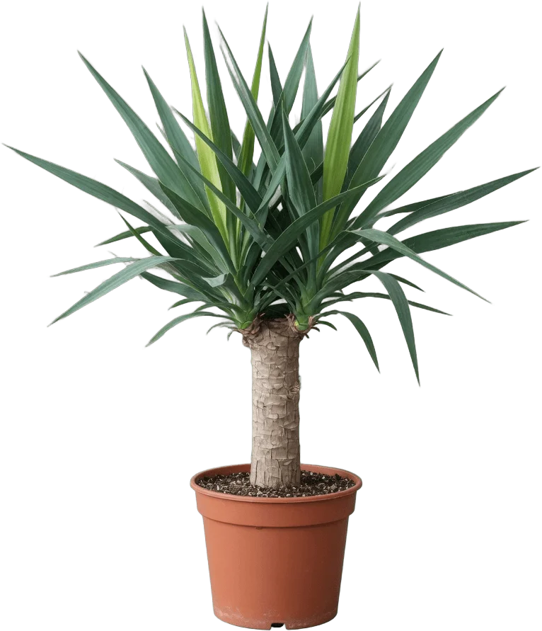 Potted Yucca