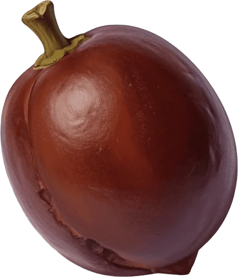 Fruit de guarana