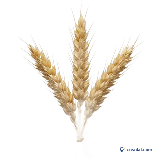 Golden Wheat Ears