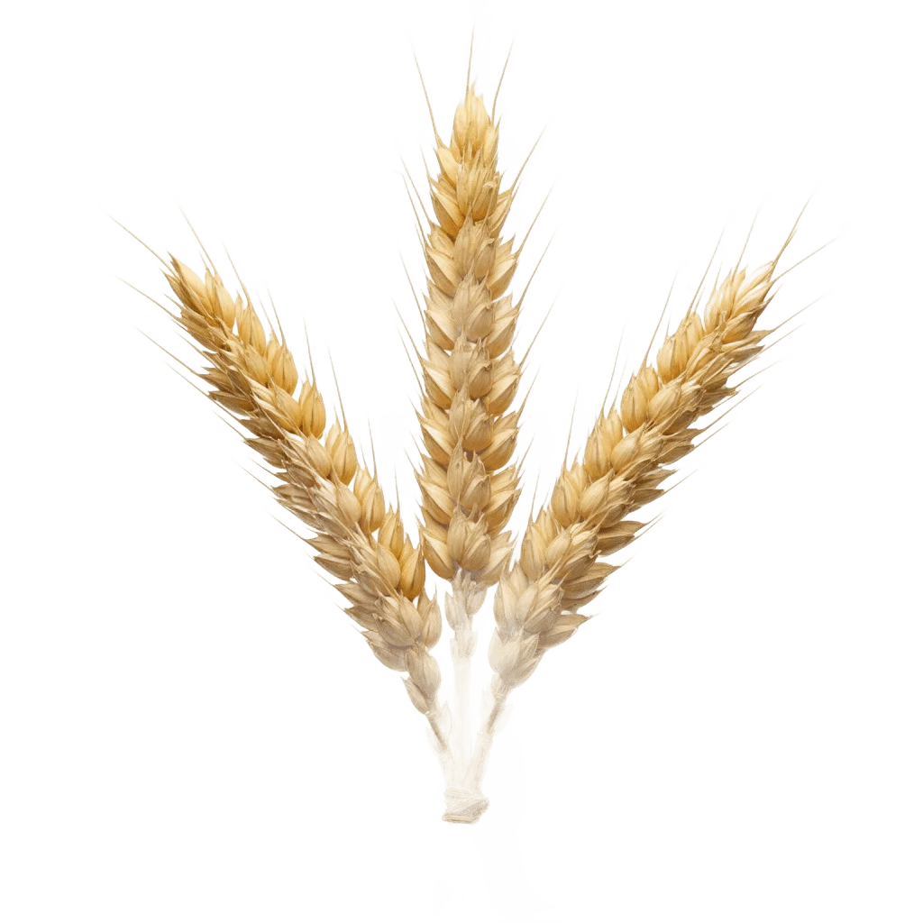 Espigas de trigo doradas