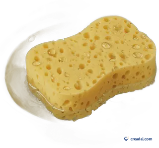 Sponge in Water Bowl