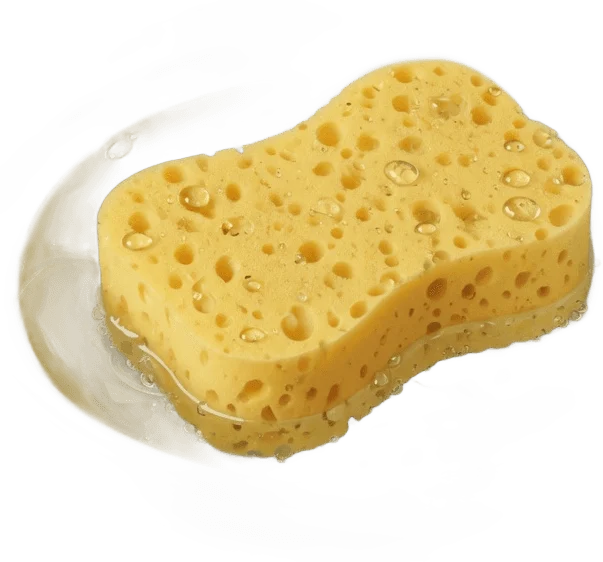Sponge in Water Bowl