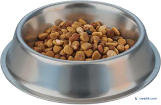 وعاء كلب فولاذي