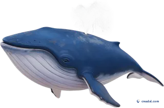 シロナガスクジラの