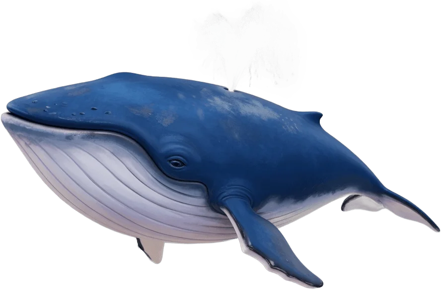 Blue Whale