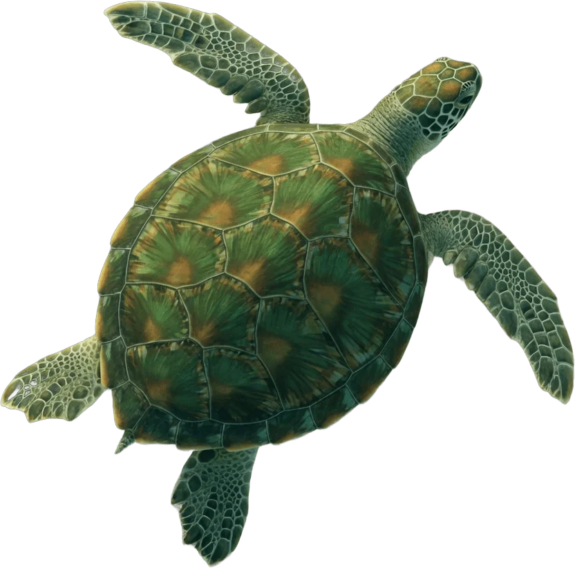 Green sea turtle