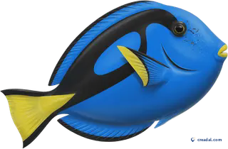 青いタン魚