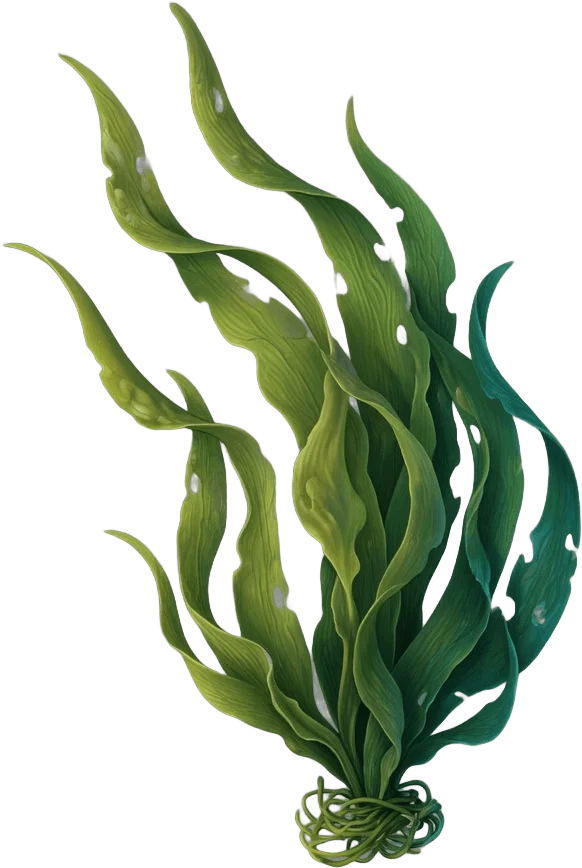 Algas verdes ondulantes