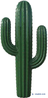 Grand cactus saguaro