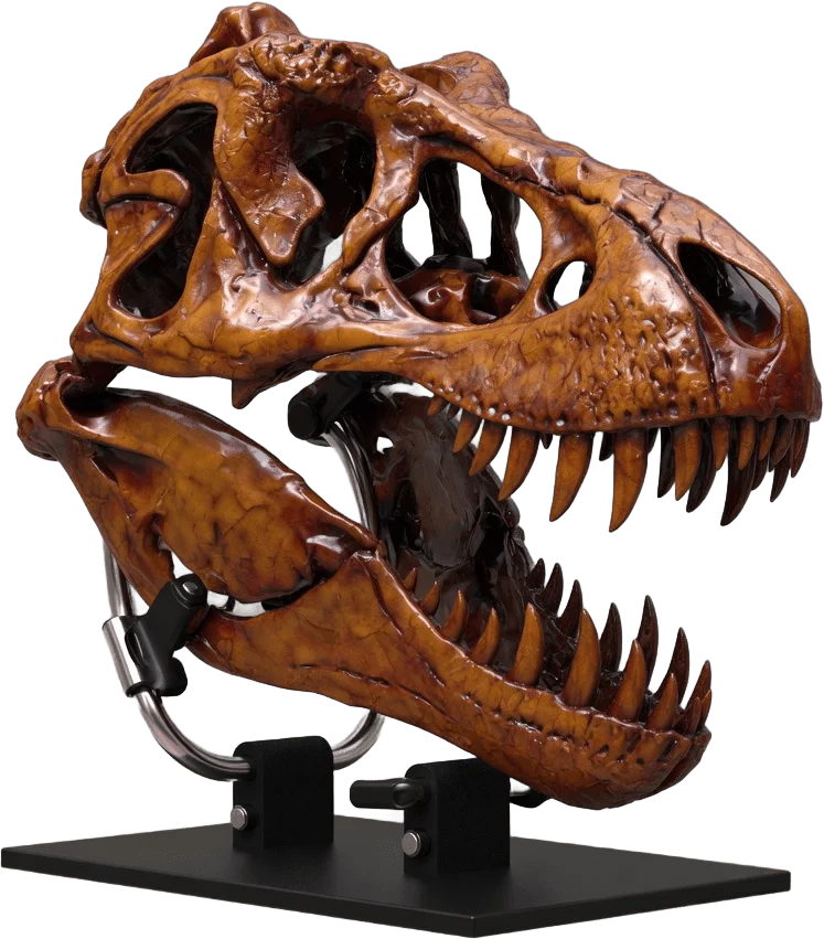 Crâne de T-Rex