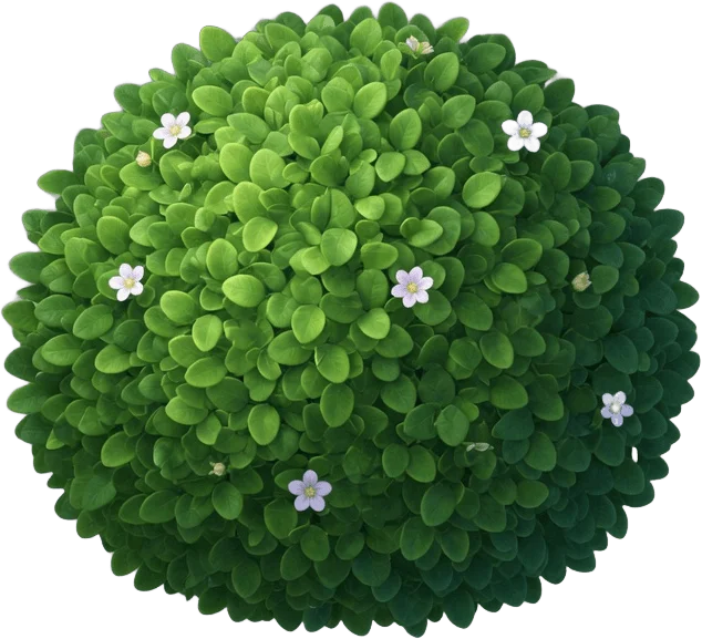 Round green bush
