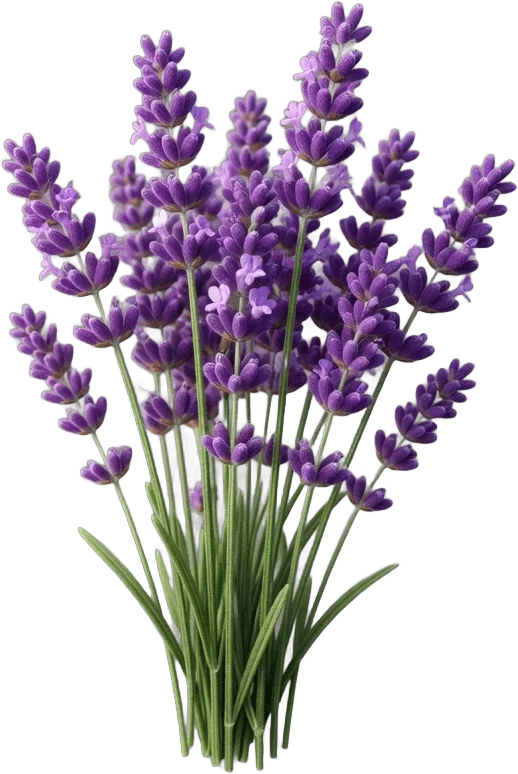 紫のラベンダーの花
