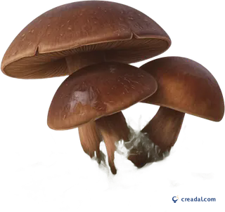 जंगल मशरूम समूह
