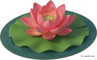 गुलाबी कमल