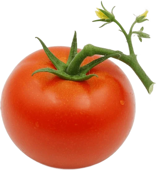 Ripe tomato