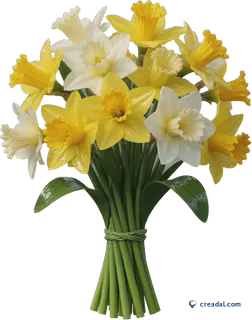 Buquê de Narcisos