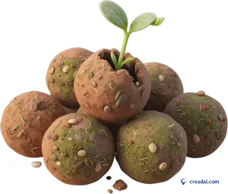 Seed balls with sprout