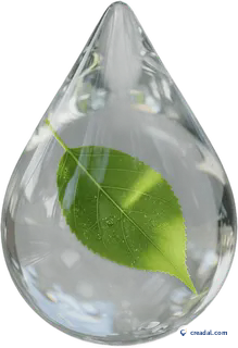 Leaf Water Drop