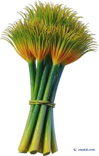 纸莎草芦苇