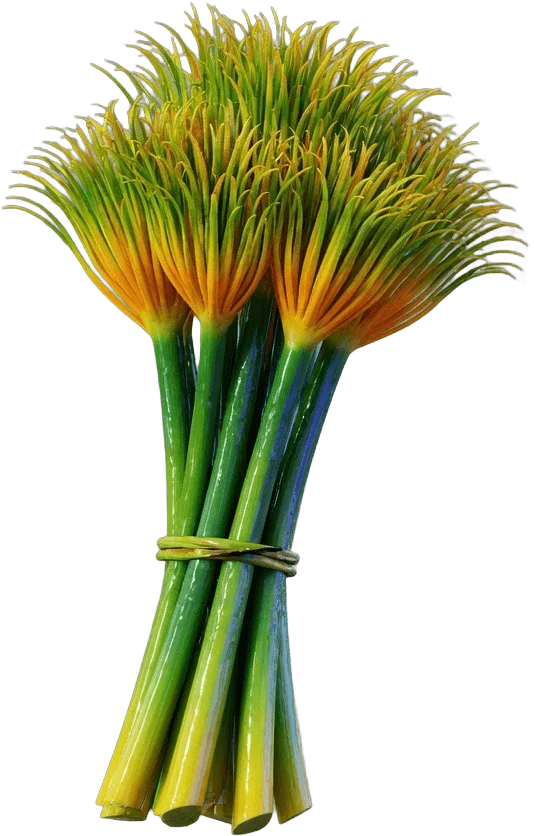 Papyrus Reeds