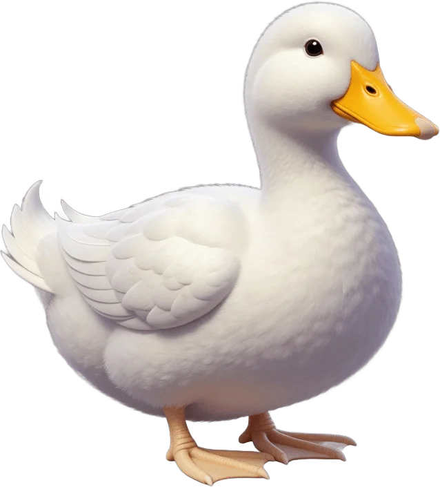 Canard Blanc de Ferme