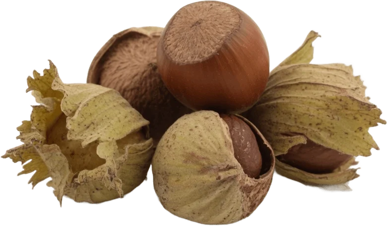 بندق البحر الأسود