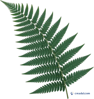 Green Fern Frond