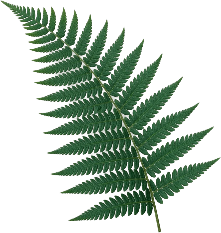 Fronde verde de samambaia